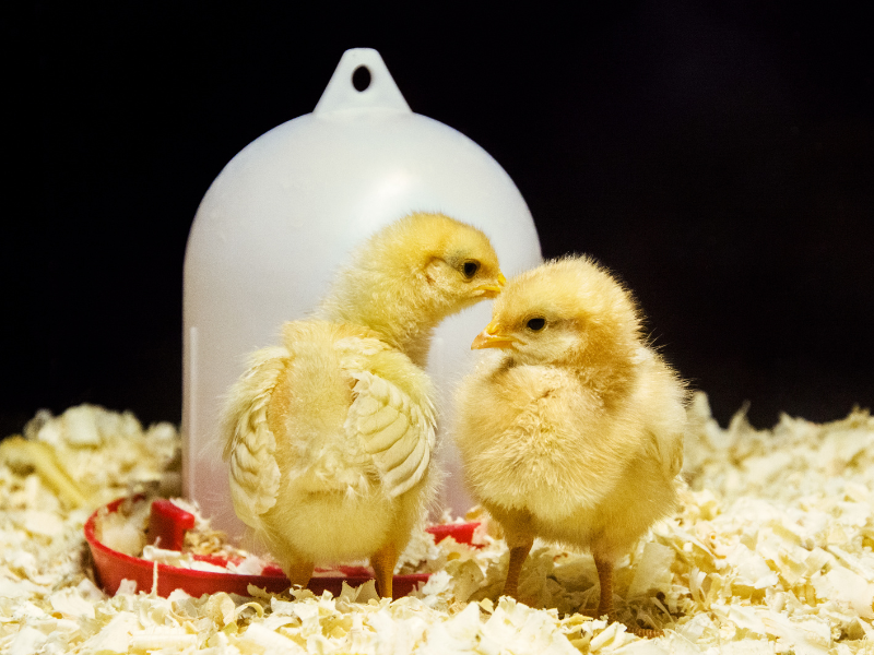 Food and water setup for chicks